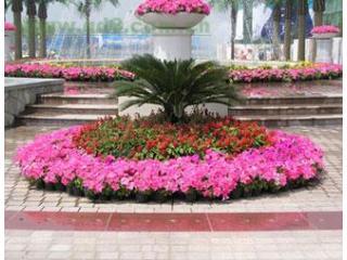 花卉世界网--北京市碧绿海林花卉绿植租摆服务产品展示