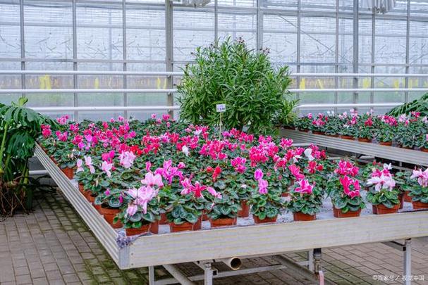 花卉大棚采暖:如何保证花卉的品质和产量?
